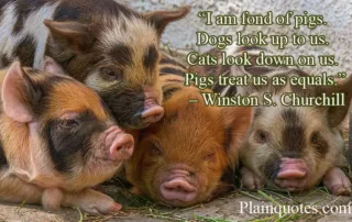 I am fond of pigs