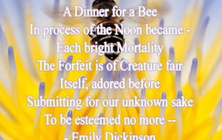 A Full Fed Rose On Meals Of Tint poem