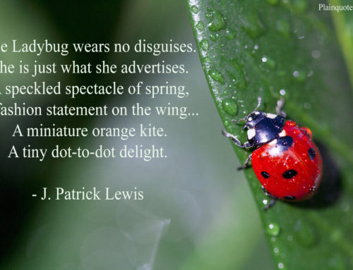 The Ladybug wears no disguises