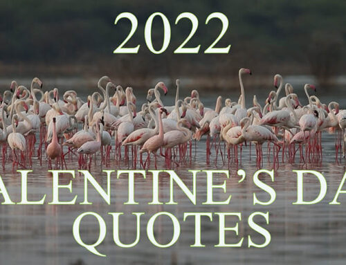 2022 Valentine’s Day Quotes