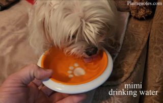 Water for Dogs to drink