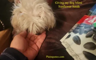 Giving my dog Sunflower Seeds