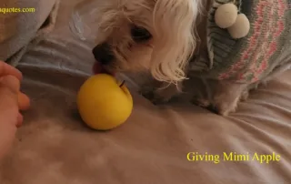 giving dogs apple