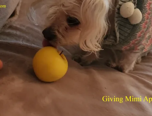 Giving Dog Apples
