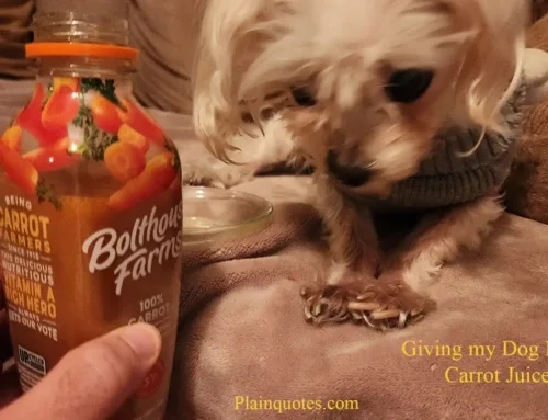 Giving my Dog Carrot Juice