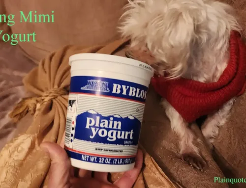 Giving my Dog Yogurt