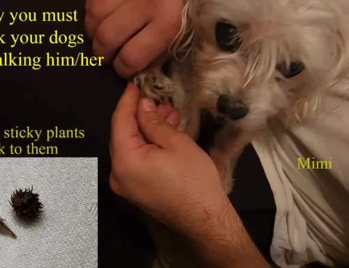Sticky Plants Sticking to Dogs Paws